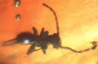 Insect_in_amber_vastan_52_ma