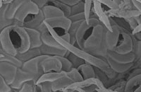 Ultrastructure_amber_embedded_leaf_vastan