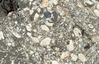 Unionids_lagoonal_facies_vastan